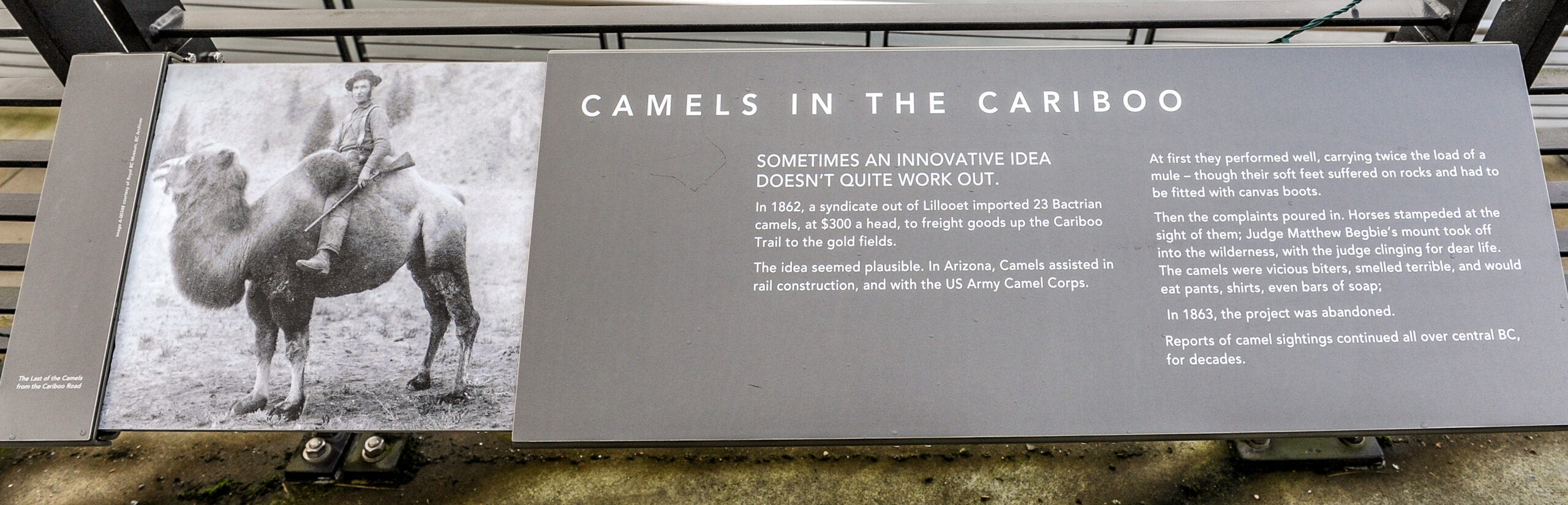 The plaque reads: Sometimes an innovative idea doesn’t quite work out. In 1862, a syndicate out of Lillooet imported 23 Bactrian camels, at $300 a head, to freight goods up the Cariboo Trail to the gold fields. The idea seemed plausible. In Arizona, Camels assisted in rail construction, and with the US Army Camel Corps. At first they performed well, carrying twice the load of a mule – though their soft feet suffered on rocks and had to be fitted with canvas boots. Then the complaints poured in. Horses stampeded at the sight of them; Judge Matthew Begbie’s mount took off into the wilderness, with the judge clinging for dear life. The camels were vicious biters, smelled terrible, and would eat pants, shirts, even bars of soap. In 1863, the project was abandoned. Reports of camel sightings continued all over central BC, for decades.