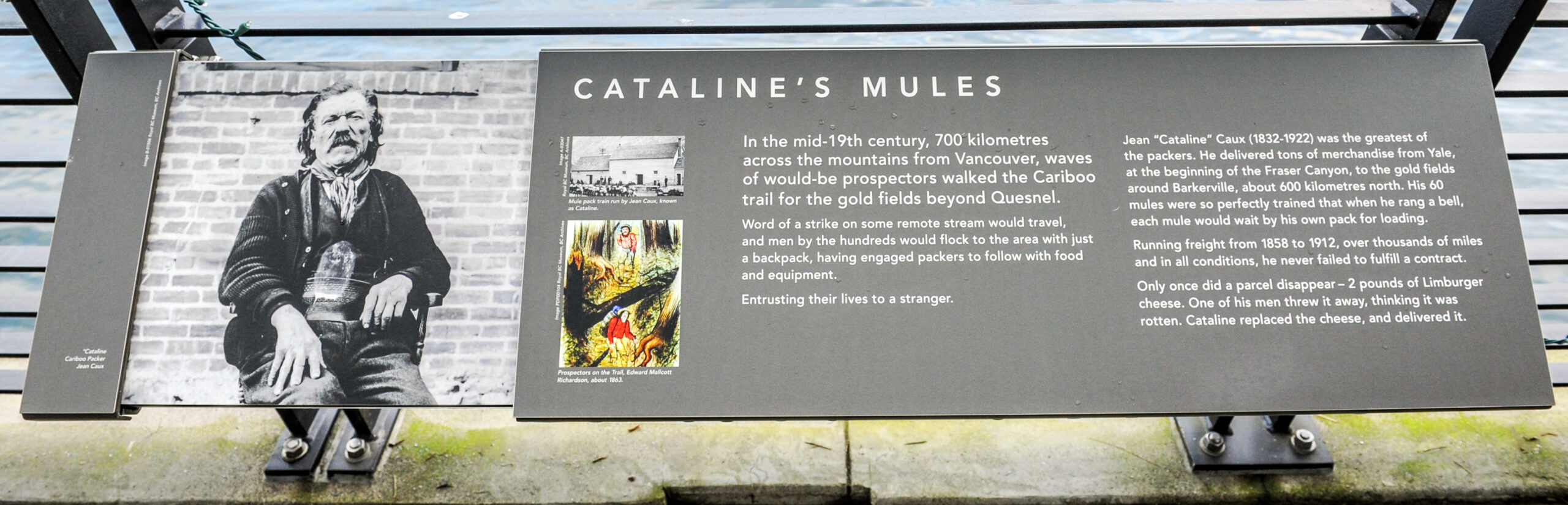 The plaque reads: In the mid-19th century, 700 kilometres across the mountains from Vancouver, waves of would-be prospectors walked the Cariboo trail for the gold fields beyond Quesnel. Word of a strike on some remote stream would travel, and men by the hundreds would flock to the area with just a backpack, having engaged packers to follow with food and equipment. Entrusting their lives to a stranger. Jean “Cataline” Caux (1832–1922) was the greatest of the packers. He delivered tons of merchandise from Yale, at the beginning of the Fraser Canyon, to the gold fields around Barkerville, about 600 kilometres north. His 60 mules were so perfectly trained that when he rang a bell, each mule would wait by his own pack for loading. Running freight from 1858 to 1912, over thousands of miles and in all conditions, he never failed to fulfil a contract. Only once did a parcel disappear – 2 pounds of Limburger cheese. One of his men threw it away, thinking it was rotten. Cataline replaced the cheese, and delivered it.