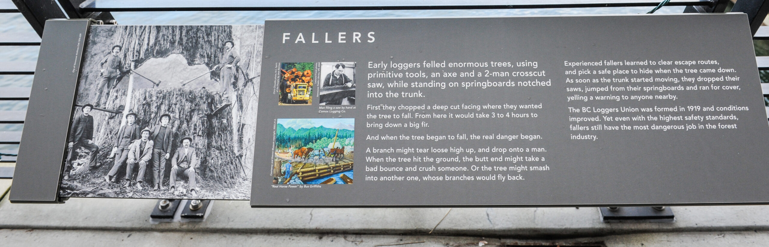 The plaque reads: Early loggers felled enormous trees, using primitive tools, an axe and a two-man crosscut saw, while standing on springboards notched into the trunk. First they chopped a deep cut facing where they wanted the tree to fall. From here it would take 3 to 4 hours to bring down a big fir. And when the tree began to fall, the real danger began. A branch might tear loose high up, and drop onto a man. When the tree hit the ground, the butt end might take a bad bounce and crush someone. Or the tree might smash into another one, whose branches would fly back. Experienced fallers learned to clear escape routes, and pick a safe place to hide when the tree came down. As soon as the trunk started moving, they dropped their saws, jumped from their springboards and ran for cover, yelling a warning to anyone nearby. The BC Loggers Union was formed in 1919 and conditions improved. Yet even with the highest safety standards, fallers still have the most dangerous job in the forest industry.