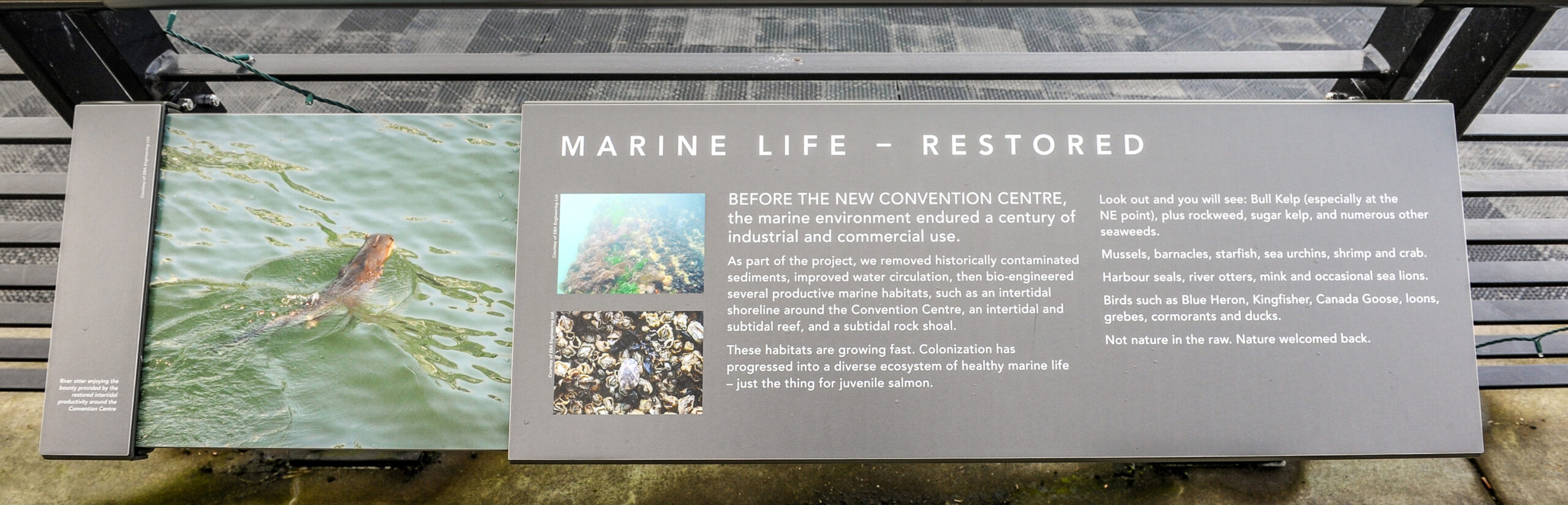 The plaque reads: Before the new convention centre, the marine environment endured a century of industrial and commercial use. As part of the project, we removed historically contaminated sediments, improved water circulation, then bio-engineered several productive marine habitats, such as an intertidal shoreline around the Convention Centre, an intertidal and subtidal reef, and a subtidal rock shoal. These habitats are growing fast. Colonization has progressed into a diverse ecosystem of healthy marine life – just the thing for juvenile salmon. Look out and you will see: Bull Kelp (especially at the NE point), plus rockweed, sugar kelp, and numerous other seaweeds. Mussels, barnacles, starfish, sea urchins, shrimp and crab. Harbour seals, river otters, mink and occasional sea lions. Birds such as Blue Heron, Kingfisher, Canada Goose, loons, grebes, cormorants and ducks. Not nature in the raw. Nature welcomed back.
