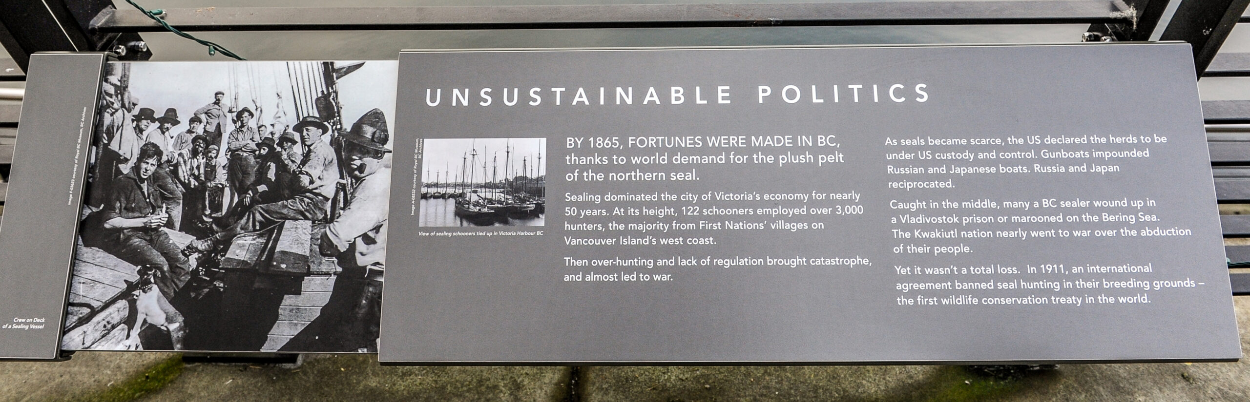 The plaque reads: By 1865, fortunes were made in BC, thanks to world demand for the plush pelt of the northern seal. Sealing dominated the city of Victoria’s economy for nearly 50 years. At its height, 122 schooners employed over 3,000 hunters, the majority from First Nations’ villages on Vancouver Island’s west coast. Then over-hunting and lack of regulation brought catastrophe, and almost led to war. As seals became scarce, the US declared the herds to be under US custody and control. Gunboats impounded Russian and Japanese boats. Russia and Japan reciprocated. Caught in the middle, many a BC sealer wound up in a Vladivostok prison or marooned on the Bering Sea. The Kwakiutl nation nearly went to war over the abduction of their people. Yet it wasn’t a total loss. In 1911, an international agreement banned seal hunting in their breeding grounds – the first wildlife conservation treaty in the world.